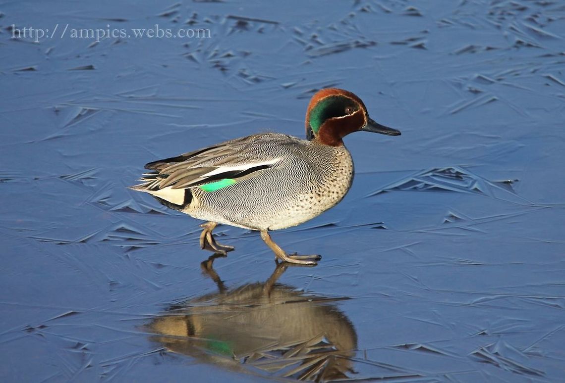 Teal  Anas crecca,Eurasian Teal,Geotagged,United Kingdom,Winter