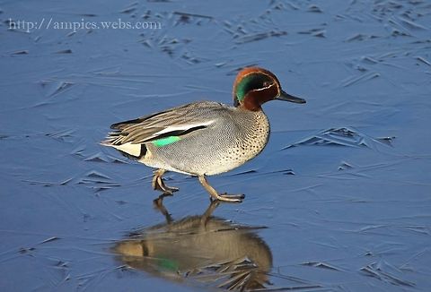 Teal  Anas crecca,Eurasian Teal,Geotagged,United Kingdom,Winter