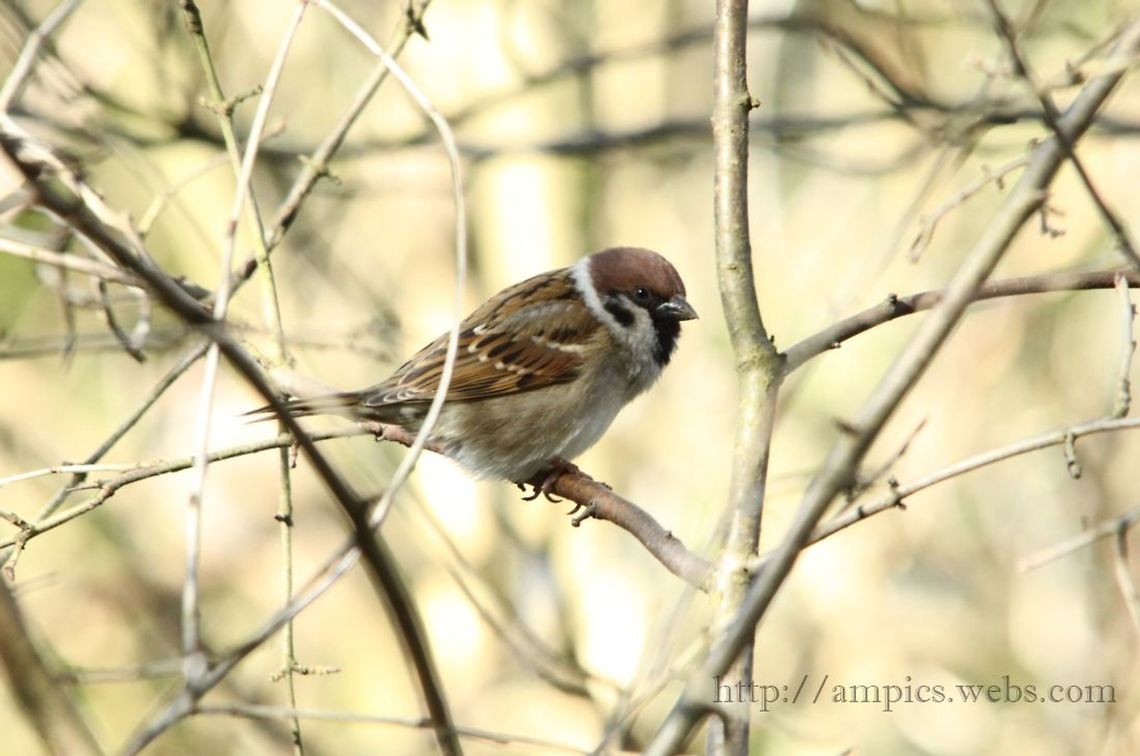 Tree_Sparrow  Eurasian Tree Sparrow,Geotagged,Passer montanus,United Kingdom,Winter