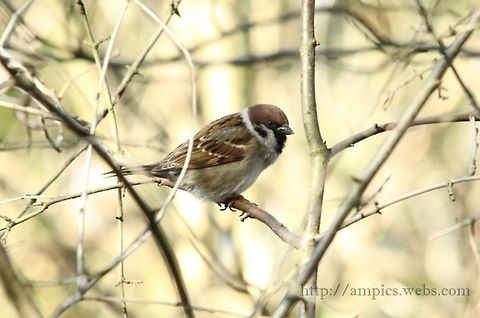 Tree_Sparrow  Eurasian Tree Sparrow,Geotagged,Passer montanus,United Kingdom,Winter