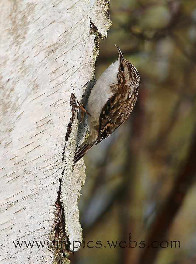 Treecreeper  Certhia familiaris,Eurasian treecreeper,Geotagged,Spring,United Kingdom