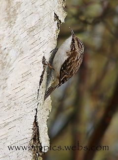 Treecreeper  Certhia familiaris,Eurasian treecreeper,Geotagged,Spring,United Kingdom