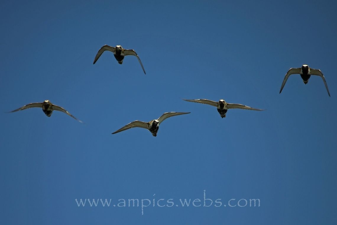 Golden_Plover  European golden plover,Geotagged,Pluvialis apricaria,Spring,United Kingdom