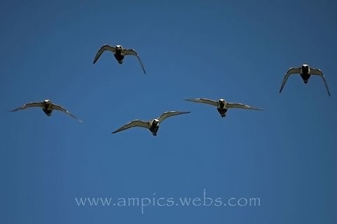 Golden_Plover  European golden plover,Geotagged,Pluvialis apricaria,Spring,United Kingdom