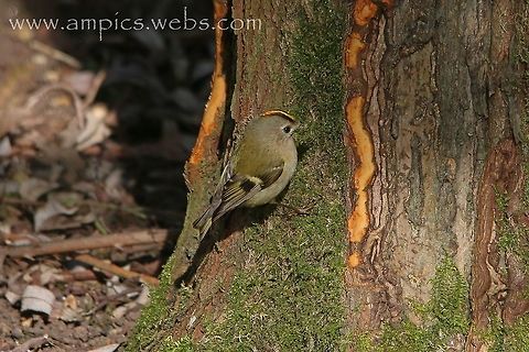 Goldcrest Collecting nesting material. Geotagged,Goldcrest,Regulus regulus,Spring,United Kingdom