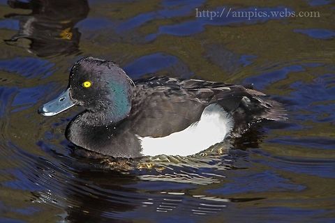 Tufted_Duck  Aythya fuligula,Fall,Geotagged,Tufted Duck,United Kingdom