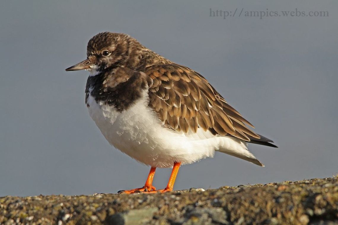 Turnstone  Arenaria interpres,Geotagged,Ruddy Turnstone,United Kingdom,Winter