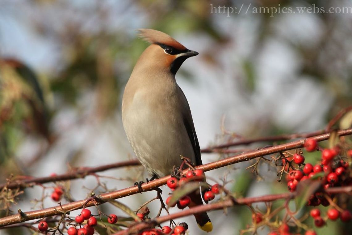 Waxwing  Bohemian Waxwing,Bombycilla garrulus,Geotagged,United Kingdom,Winter