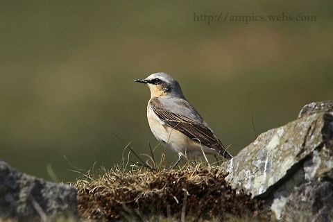 Wheatear  Geotagged,Northern wheatear,Oenanthe oenanthe,Spring,United Kingdom