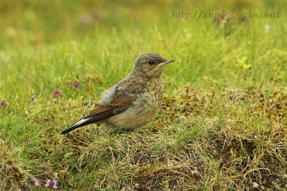 Wheatear (fledgling)  Geotagged,Northern wheatear,Oenanthe oenanthe,Summer,United Kingdom