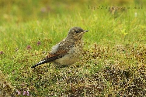 Wheatear (fledgling)  Geotagged,Northern wheatear,Oenanthe oenanthe,Summer,United Kingdom