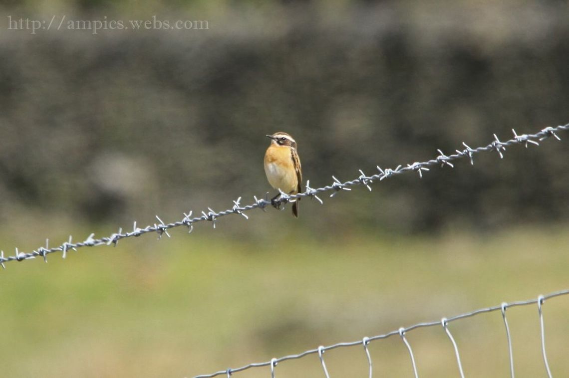 Whinchat heavily cropped Geotagged,Saxicola rubetra,Spring,United Kingdom,Whinchat