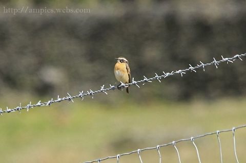 Whinchat heavily cropped Geotagged,Saxicola rubetra,Spring,United Kingdom,Whinchat