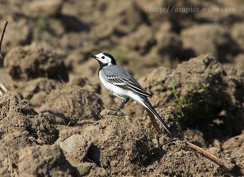 White_Wagtail  Geotagged,Motacilla alba,Spring,United Kingdom,White wagtail