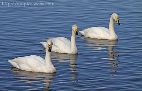 Whooper_Swan  Cygnus cygnus,Geotagged,United Kingdom,Whooper swan,Winter