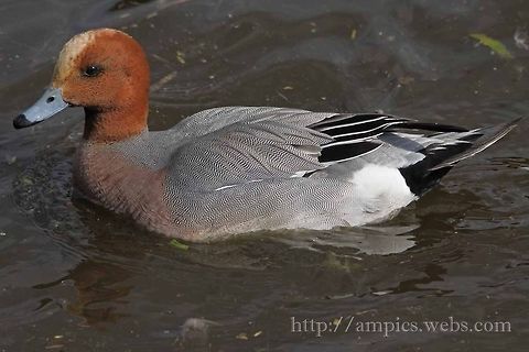 Wigeon  Anas penelope,Eurasian wigeon,Geotagged,Mareca penelope,Spring,United Kingdom