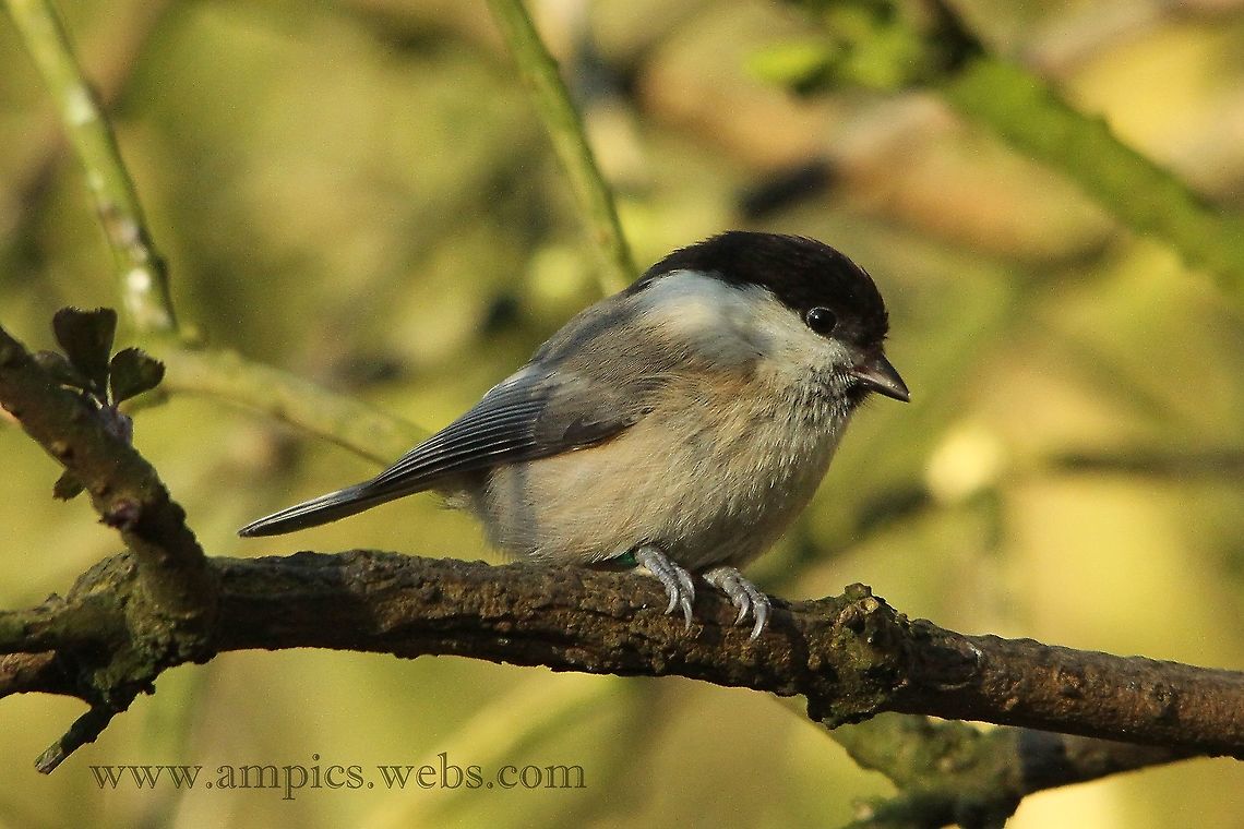 Willow_Tit  Geotagged,Poecile montanus,United Kingdom,Winter,willow tit
