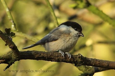 Willow_Tit  Geotagged,Poecile montanus,United Kingdom,Winter,willow tit