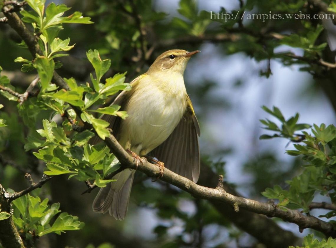 Willow_Warbler  Geotagged,Phylloscopus trochilus,Spring,United Kingdom,willow warbler