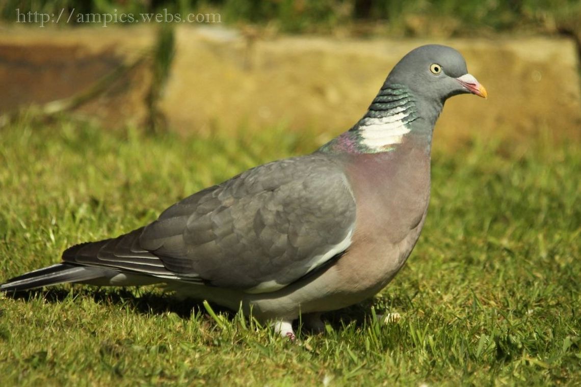 Wood_Pigeon  Columba palumbus,Common Wood Pigeon,Geotagged,Spring,United Kingdom