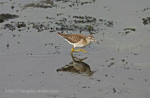 Wood_Sandpiper  Geotagged,Summer,Tringa glareola,United Kingdom,Wood Sandpiper