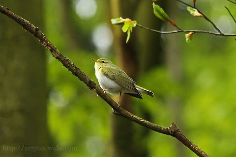 Wood_Warbler  Geotagged,Phylloscopus sibilatrix,Spring,United Kingdom,Wood Warbler