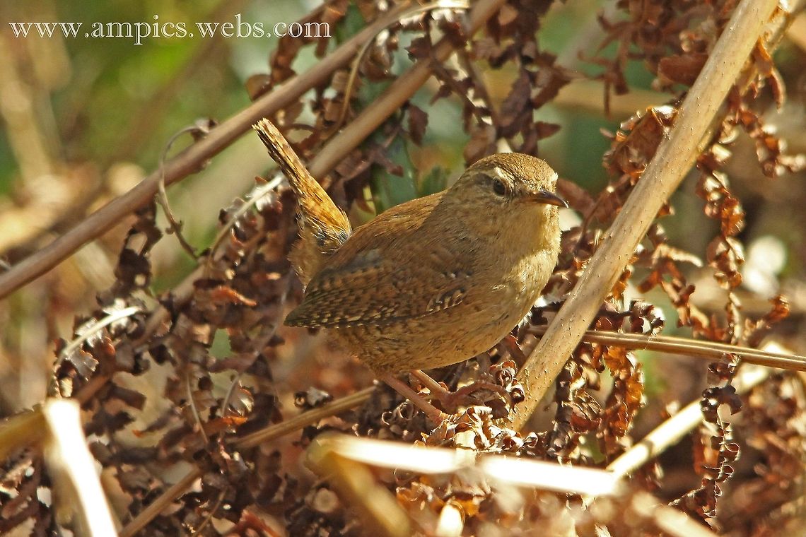 Wren  Eurasian Wren,Geotagged,Spring,Troglodytes troglodytes,United Kingdom