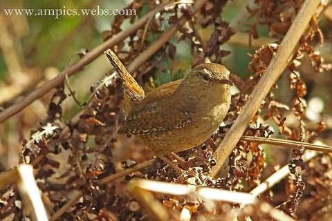 Wren  Eurasian Wren,Geotagged,Spring,Troglodytes troglodytes,United Kingdom