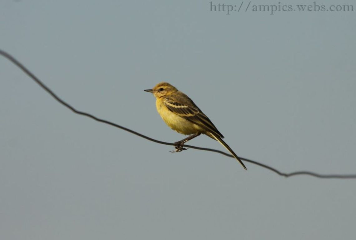 Yellow_Wagtail (juvenile) heavily cropped Geotagged,Motacilla flava,Summer,United Kingdom,Yellow Wagtail