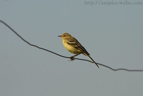 Yellow_Wagtail (juvenile) heavily cropped Geotagged,Motacilla flava,Summer,United Kingdom,Yellow Wagtail