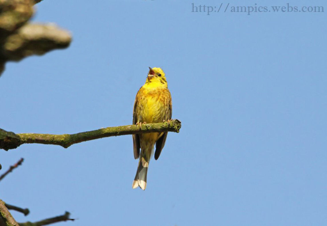 Yellowhammer  Emberiza citrinella,Geotagged,Summer,United Kingdom,Yellowhammer