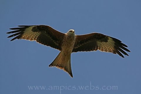 Red Kite  Geotagged,Milvus milvus,Red Kite,Spring,United Kingdom