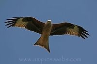 Red Kite  Geotagged,Milvus milvus,Red Kite,Spring,United Kingdom