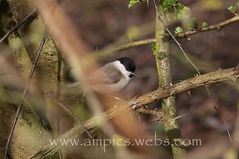Marsh_Tit  Geotagged,Marsh Tit,Poecile palustris,Spring,United Kingdom