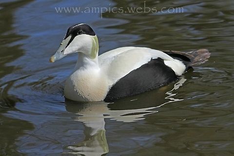 Eider  Common Eider,Geotagged,Somateria mollissima,Spring,United Kingdom