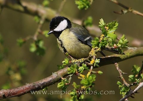 Great_Tit  Geotagged,Great Tit,Parus major,Spring,United Kingdom