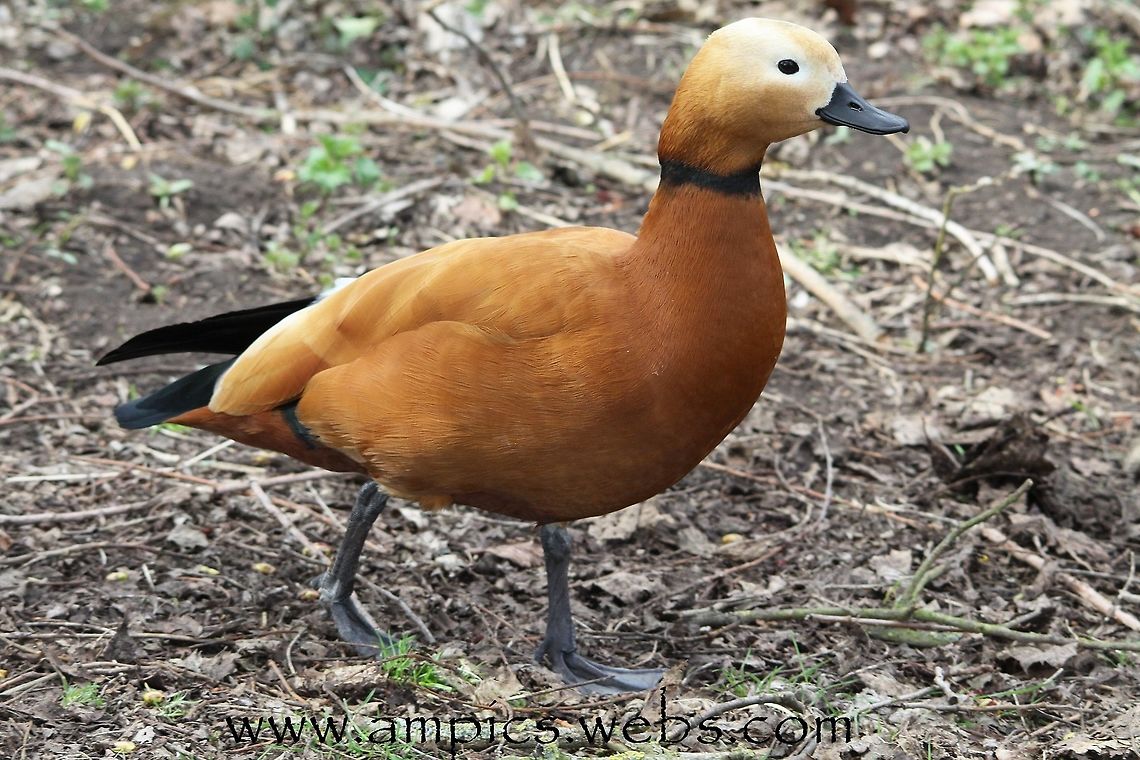 Ruddy_Shelduck  Geotagged,Ruddy Shelduck,Spring,Tadorna ferruginea,United Kingdom