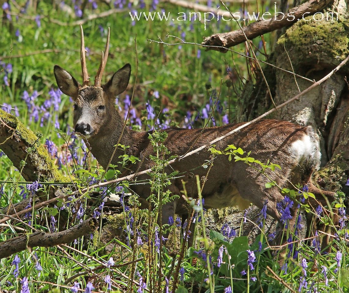 Roe Deer in Bluebells. I have tried to photograph this timid species of deer for some time, and finally got a decent shot. All the wait was worth though to get this kind of backdrop. Capreolus capreolus,Geotagged,Roe deer,Spring,United Kingdom