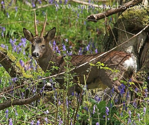 Roe Deer in Bluebells. I have tried to photograph this timid species of deer for some time, and finally got a decent shot. All the wait was worth though to get this kind of backdrop. Capreolus capreolus,Geotagged,Roe deer,Spring,United Kingdom