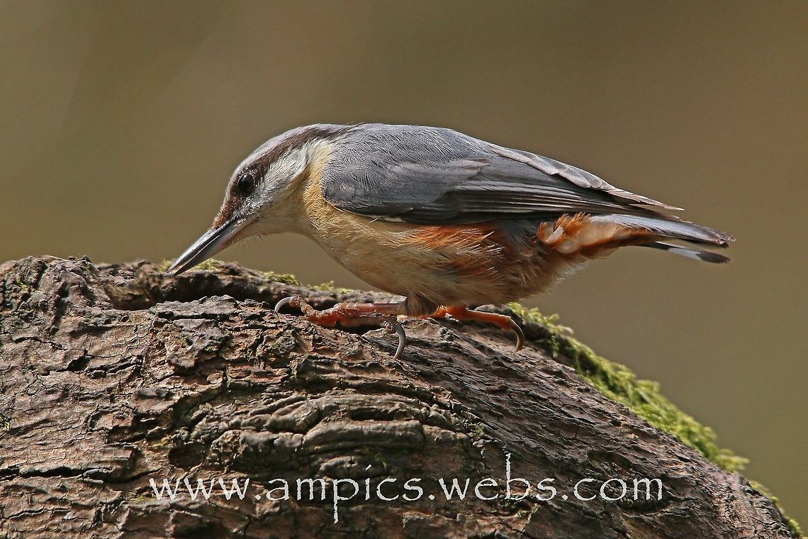 Nuthatch  Eurasian Nuthatch,Geotagged,Sitta europaea,Spring,United Kingdom