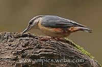 Nuthatch  Eurasian Nuthatch,Geotagged,Sitta europaea,Spring,United Kingdom