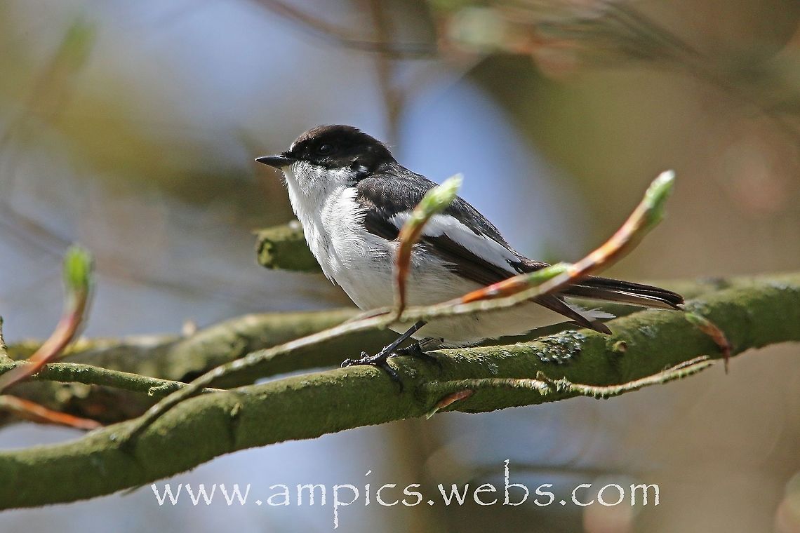 Pied Flycatcher  European Pied Flycatcher,Ficedula hypoleuca,Geotagged,Spring,United Kingdom
