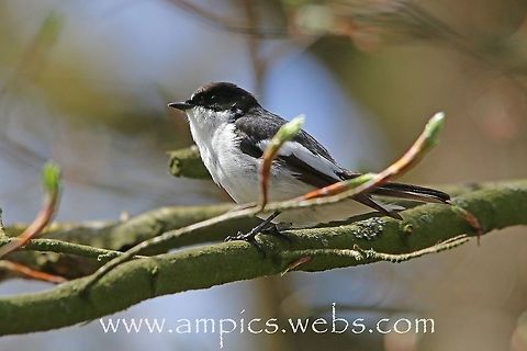 Pied Flycatcher  European Pied Flycatcher,Ficedula hypoleuca,Geotagged,Spring,United Kingdom