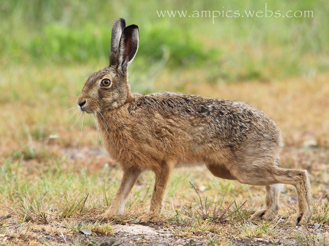 Brown Hare  European hare,Geotagged,Lepus europaeus,Spring,United Kingdom