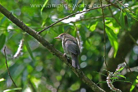 Blackcap (female)  Blackcap,Geotagged,Spring,Sylvia atricapilla,United Kingdom