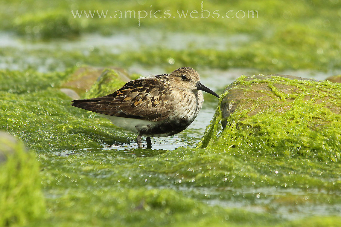 Dunlin  Calidris alpina,Dunlin,Geotagged,Summer,United Kingdom