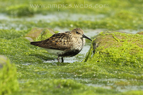Dunlin  Calidris alpina,Dunlin,Geotagged,Summer,United Kingdom