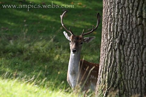 Fallow Deer  Dama dama,Fallow Deer,Geotagged,Summer,United Kingdom