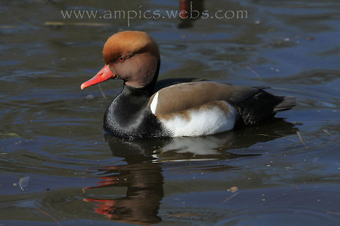 Red-crested Pochard  Geotagged,Netta rufina,Red-crested pochard,Spring,United Kingdom