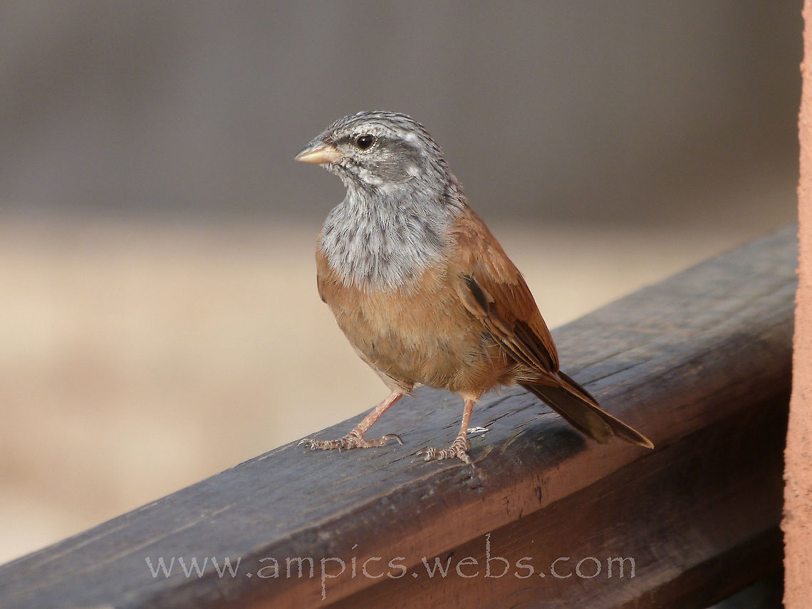 House Bunting Taken on the top floor of the riad we were staying at in the Old Quarter. Emberiza sahari,Geotagged,Morocco,Summer,house bunting